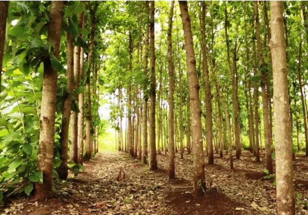 teak tree forest in a plantation